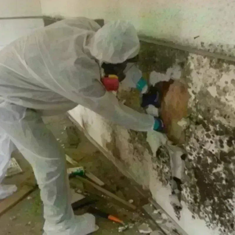 Mold Remediation and Removal in Elko County, NV